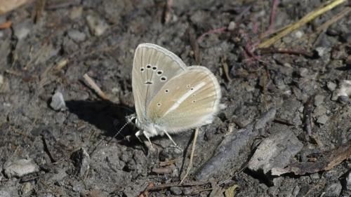 Polyommatus damon
